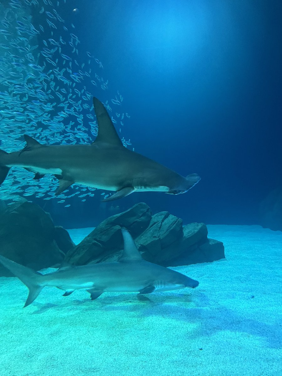 sendtony's tweet image. Fish