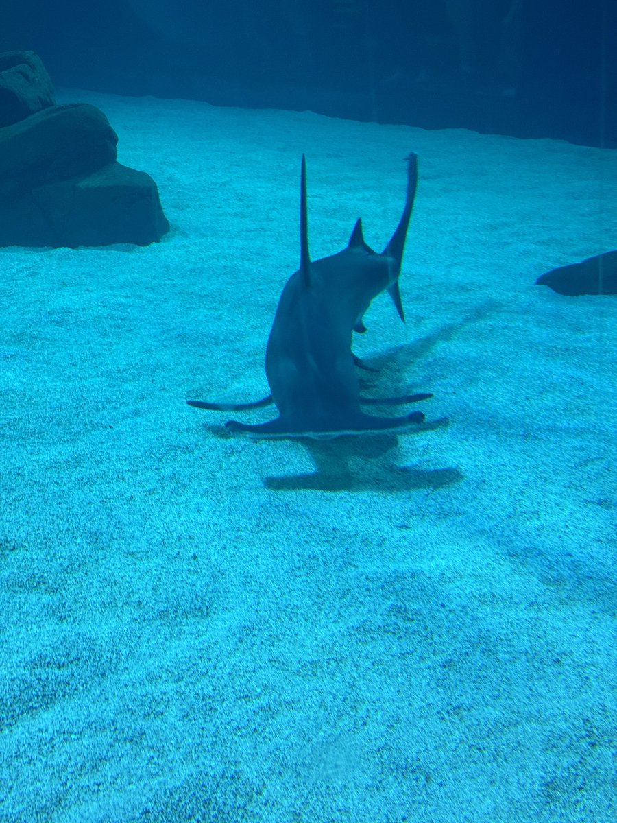 sendtony's tweet image. Fish