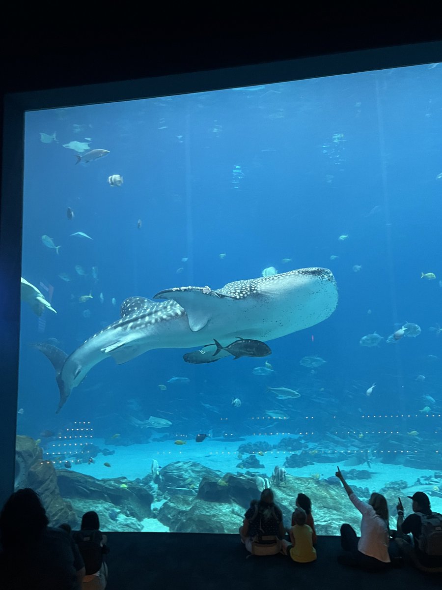 sendtony's tweet image. Fish