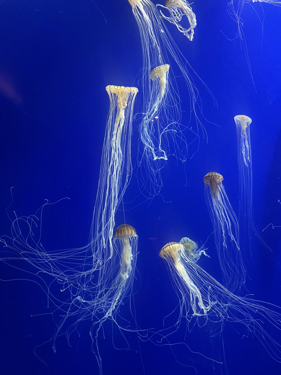 sendtony's tweet image. Fish