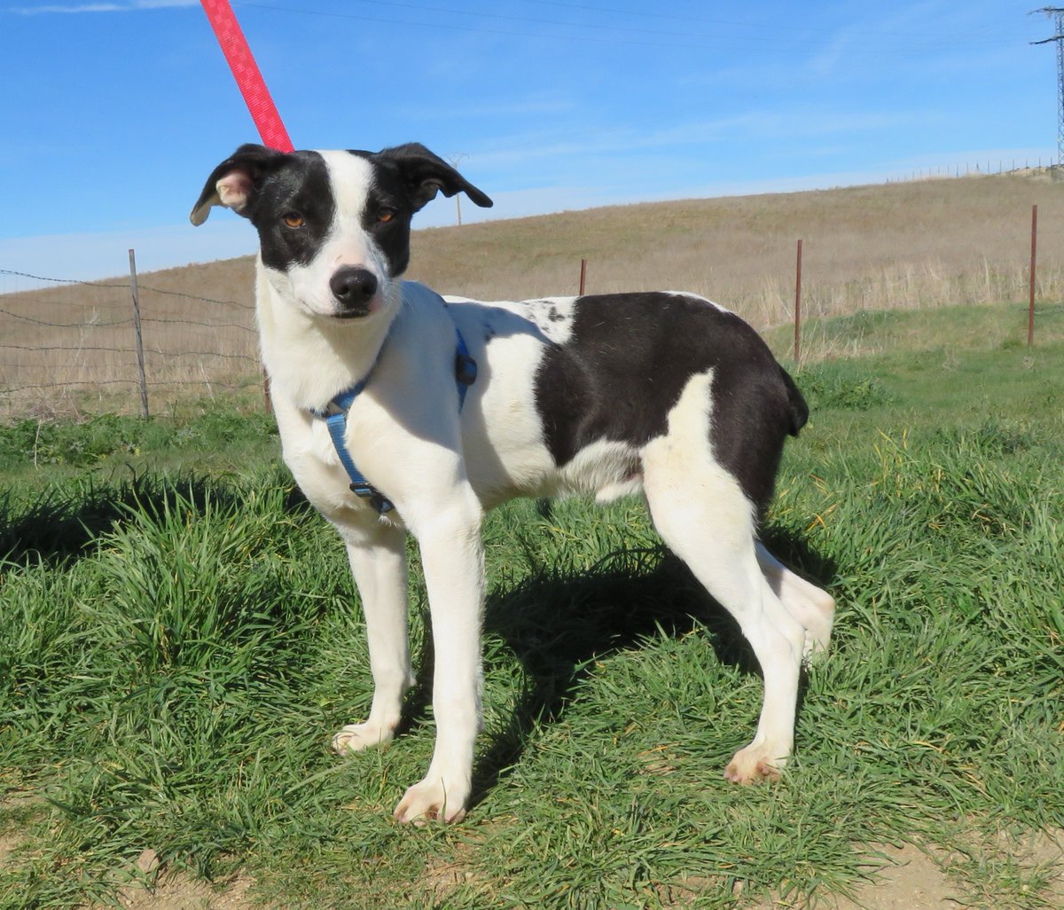 🍮KOI🍮

Cruce de Bodeguero de tamaño pequeño-mediano.
Es noble y bonachón.
Dale una oportunidad!  

Contacto:
Protectora Huellas #Ávila   
629 16 57 88
685 84 00 66