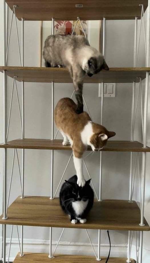 PostsOfCats's tweet photo. https://t.co/h57fXly92z