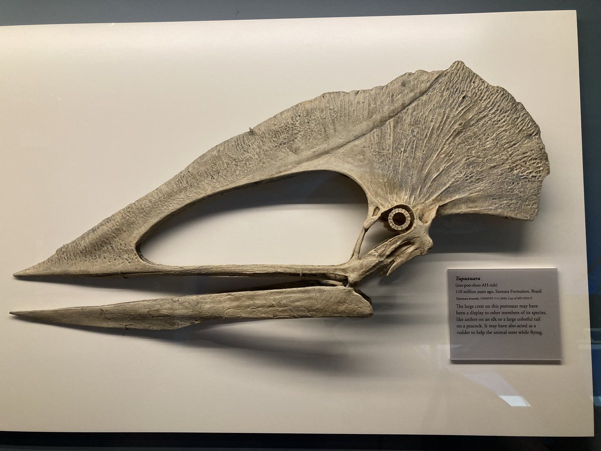 I hear you like weird skulls around here…

Meet Tupuxuara, a 110 million-year-old pterosaur from Brazil <a href="/UMMNH/">University of Michigan Museum of Natural History</a> #FossilFriday