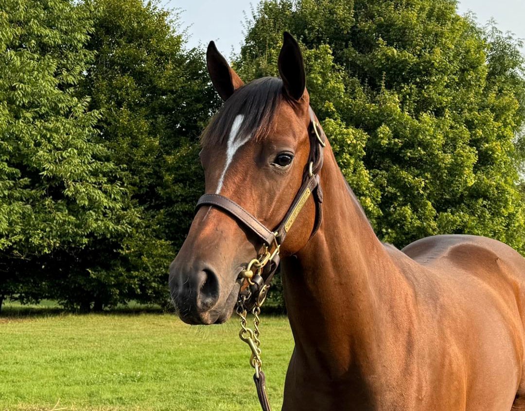 Newsells Park Stud tweet media