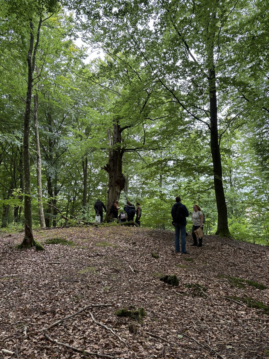 Kristin Aleklett (@kaleklett) on Twitter photo Forest walk with the functional ecology division. Some fun fungal finds along the way. @Biology_LU <a href="/SaraWinterfeldt/">Sara Winterfeldt</a> <a href="/EdithCHammer/">Edith Hammer</a> <a href="/AgnRzep/">Agnieszka Rzepczynska</a> Forest walk with the functional ecology division. Some fun fungal finds along the way. @Biology_LU <a href="/SaraWinterfeldt/">Sara Winterfeldt</a> <a href="/EdithCHammer/">Edith Hammer</a> <a href="/AgnRzep/">Agnieszka Rzepczynska</a>