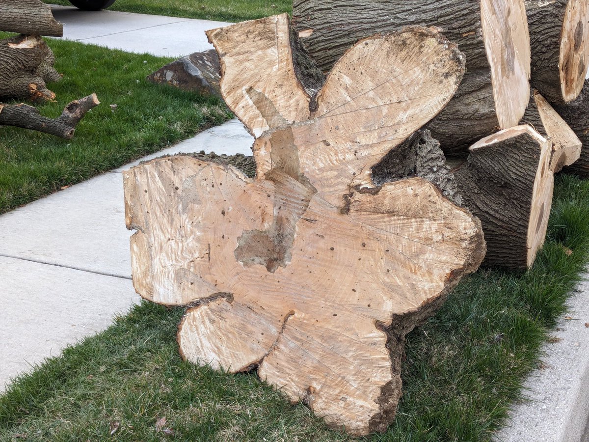 DocTsuga's tweet photo. This year has seen a lot of [seemingly healthy] trees taken out of the neighborhood https://t.co/yzj3pihM4X