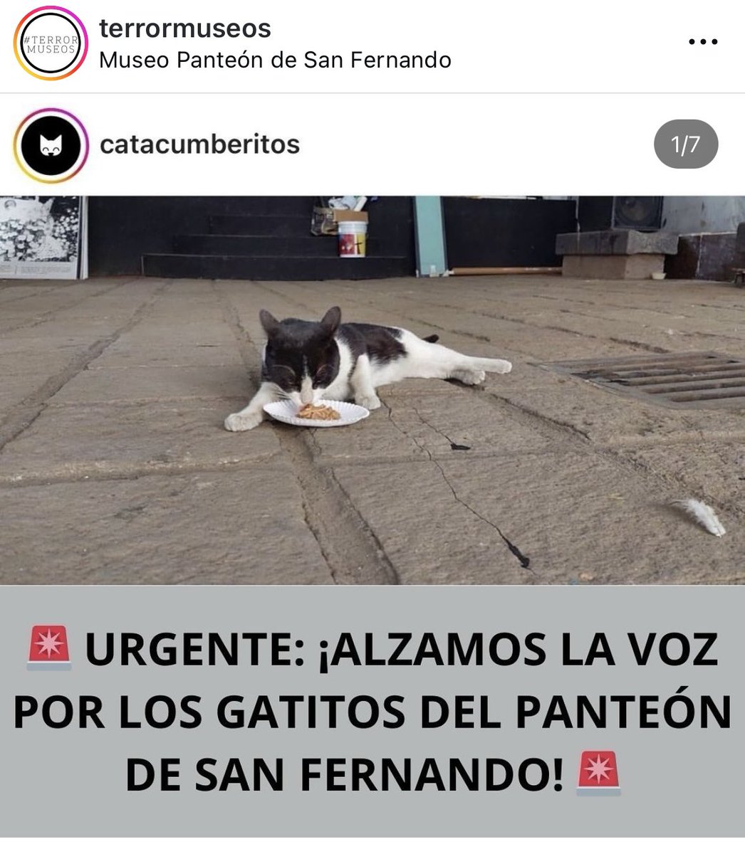 VekaDuncan's tweet photo. Es alarmante la situación que se está viviendo con los gatos del @PanteonSanFer, lo que solía ser un refugio se ha convertido en un infierno. Es urgente la intervención de las autoridades, no se puede seguir tolerando este maltrato
@CulturaCiudadMx @GobCDMX @anafrancismor @ccurieldeicaza @ClaraBrugadaM @AgatanCdmx @PAOTmx @LetyVarela