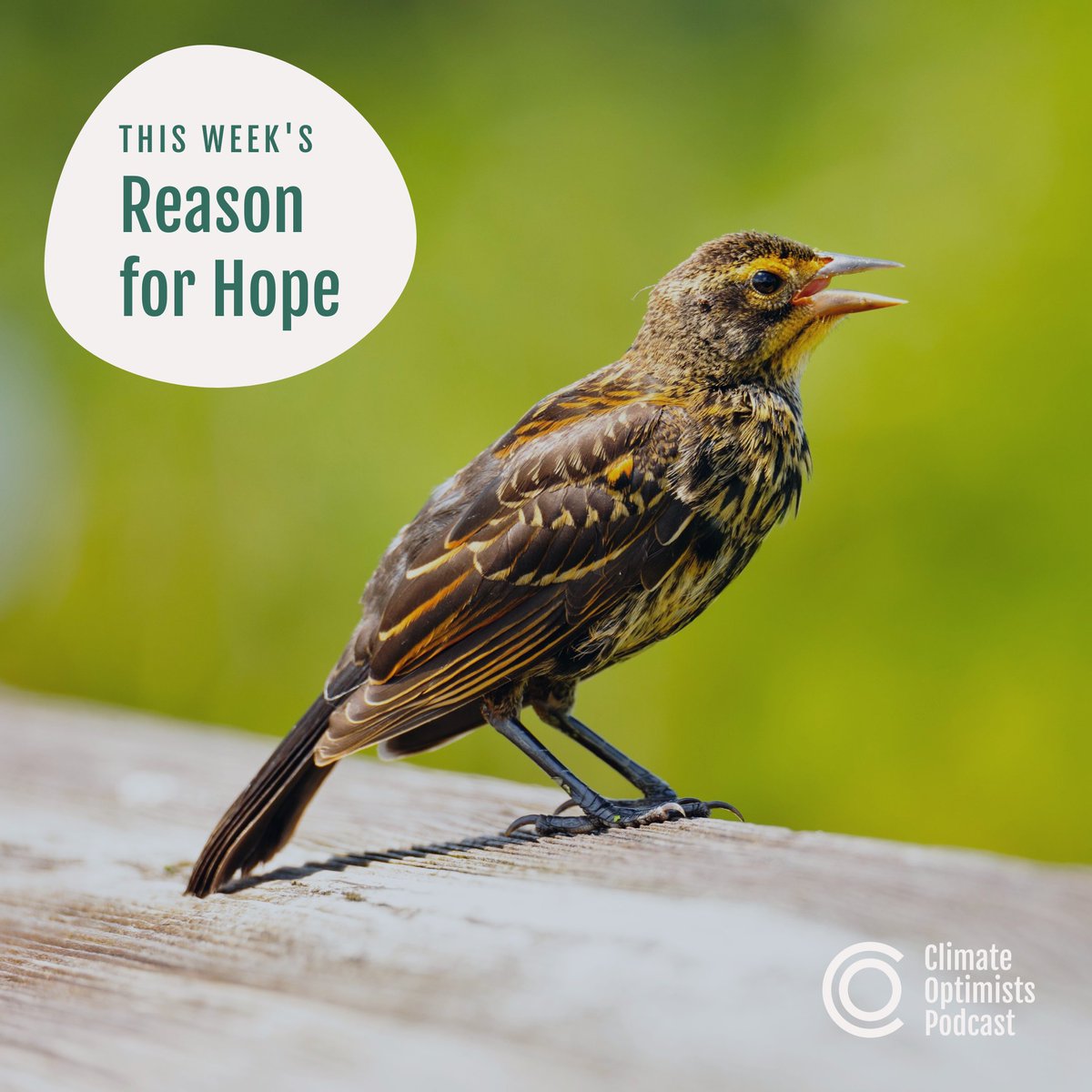 ClimateOptimistsPodcast tweet media