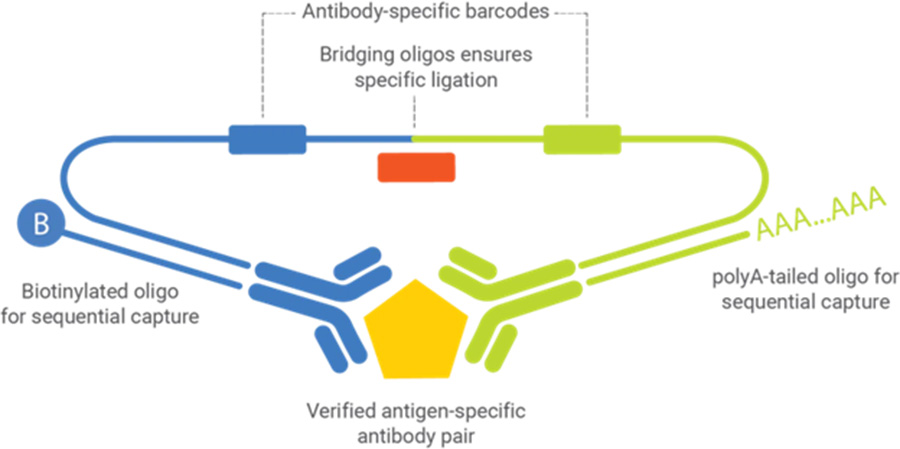 NULISA, a multiplex proteomics technology, could dramatically reshape biomarker testing for #alzheimersdisease and other neurodegenerative conditions @AAIC2024 ow.ly/rBGC50T54Lx