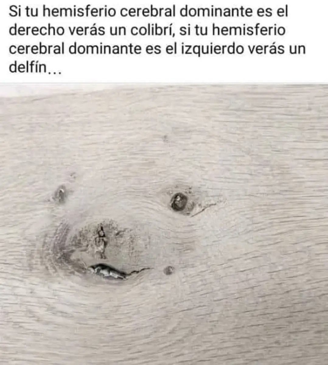 Soy el único que ve una adorable nutria?