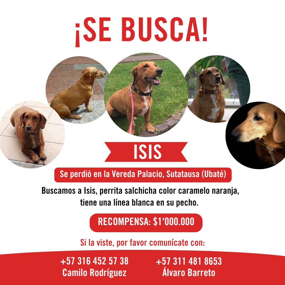 dgbernal's tweet photo. Me piden el favor de compartir…agradezco RT @losbuscamos_col @AnimalesBOG @Marce_Tabares @apradilla @gusgomez1701 @LabrujaTiti @marcela_gallego @NataliaBaquero @VictorGrosso https://t.co/tWeU0cdgyT