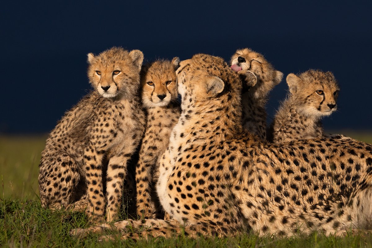KichecheCamps's tweet photo. Spot of the Week @KichecheCamps
 - The Race is on...
https://t.co/t7WTKXcDWw

"The Last Cheetahs,” a powerful documentary highlighting the plight of cheetahs in the Masai Mara, Kenya. Out now
www.the last https://t.co/yFD1z6eZzX https://t.co/ZdgYhaGflY