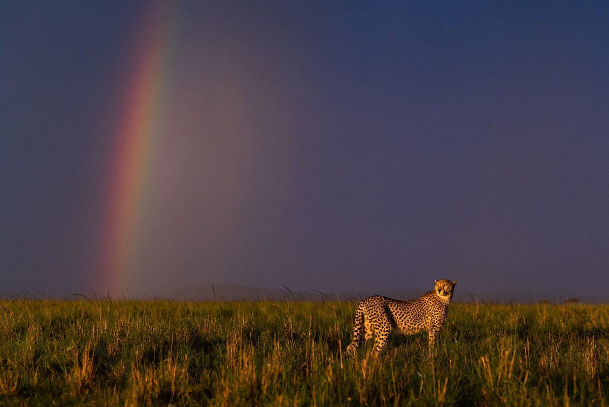 KichecheCamps's tweet photo. Spot of the Week @KichecheCamps
 - The Race is on...
https://t.co/t7WTKXcDWw

"The Last Cheetahs,” a powerful documentary highlighting the plight of cheetahs in the Masai Mara, Kenya. Out now
www.the last https://t.co/yFD1z6eZzX https://t.co/ZdgYhaGflY