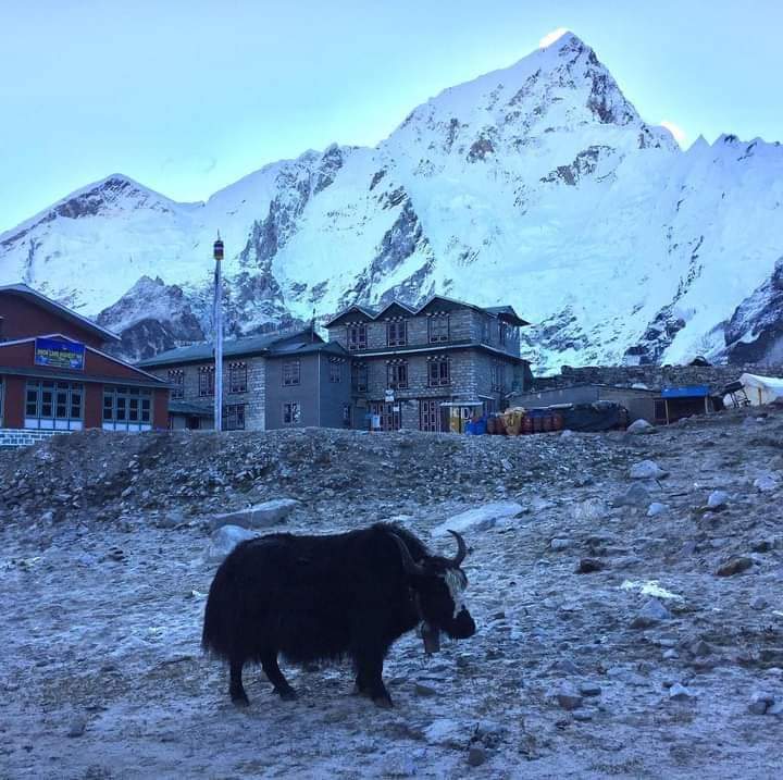 mountainedge9's tweet photo. The Himaliyas King YAK
         GOOD NIGHT https://t.co/yG87HbC8Nl
