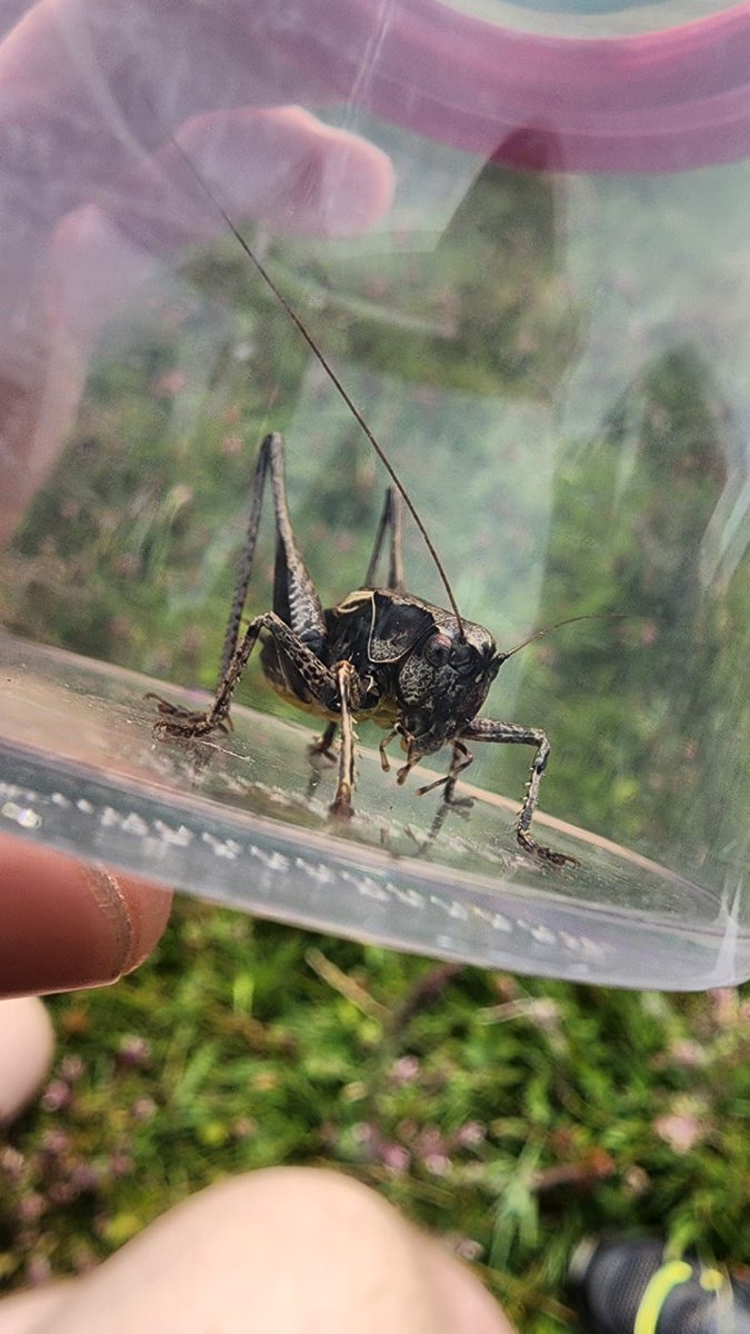 Check out this dark bush cricket! Found at one of our many Green Gang events during our Summer Festival. Keep an eye out for our posts to hear about more upcoming events. #events  #RomneyMarsh #Kent #Summer  <a href="/NaturalEngland/">Natural England</a> <a href="/fstonehythedc/">Folkestone & Hythe District Council</a> <a href="/ExploreKent/">Explore Kent</a> <a href="/WCCPnews/">White Cliffs</a>