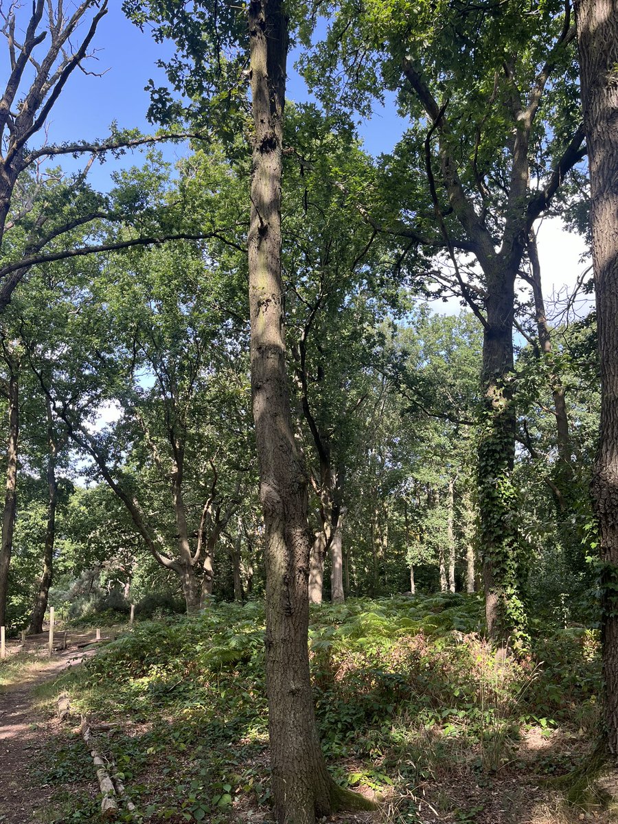 suladoyle's tweet photo. Beautiful in the woods this morning #Streatham #dappledshade @sccoopstreatham https://t.co/POTr4oyOCU