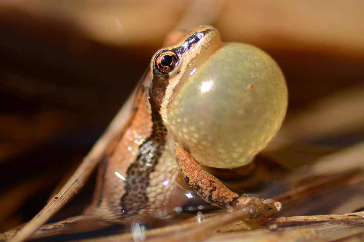 Midwest PARC (@mwparc) on Twitter photo Midwest PARC is hosting a herp focused symposium at the next Midwest Fish and Wildlife Conference, January 19 - 22 in St. Louis, Missouri!
Abstracts due Sept 23. If you have questions, please contact Dr. Melissa Youngquist (youngqmb@gmail.com).
📸: Melissa Youngquist Midwest PARC is hosting a herp focused symposium at the next Midwest Fish and Wildlife Conference, January 19 - 22 in St. Louis, Missouri!
Abstracts due Sept 23. If you have questions, please contact Dr. Melissa Youngquist (youngqmb@gmail.com).
📸: Melissa Youngquist