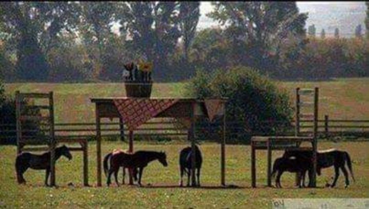 Çiftlik sahibi atları için gölge çatı kurmak istiyor.İmar yasak olduğundan izin verilmiyor. Orası bahçe ve sen imar yapamazsın diyorlar. Öyle mi diyor çiftçi. Dev boyutlarda masa ve sandalyeler koyuyor.Belediye birşey yapamıyor çünkü masa sandalye koymaya izin var. Yeter ki iste.