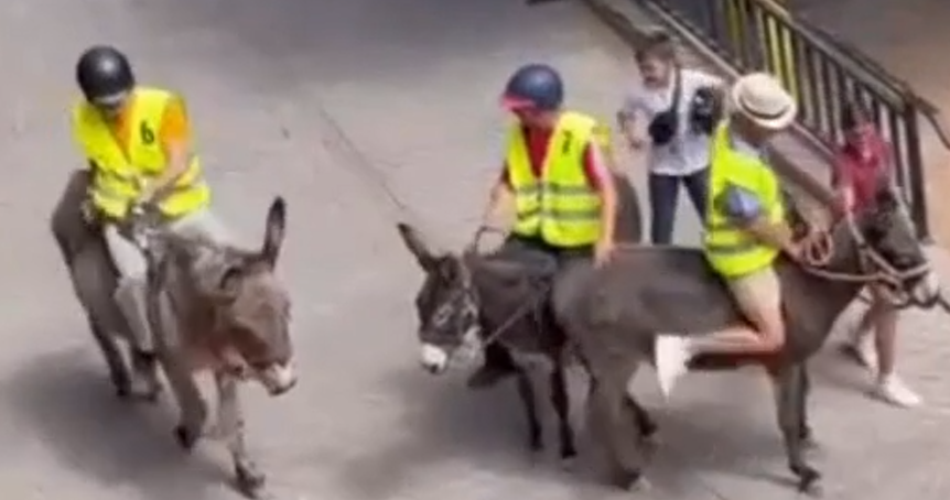 3CatInfo's tweet photo. Suspenen les curses de burros en un poble de La Rioja per la denúncia del PACMA https://t.co/ZjVJAr7ZOU https://t.co/eiOhyDbvDd