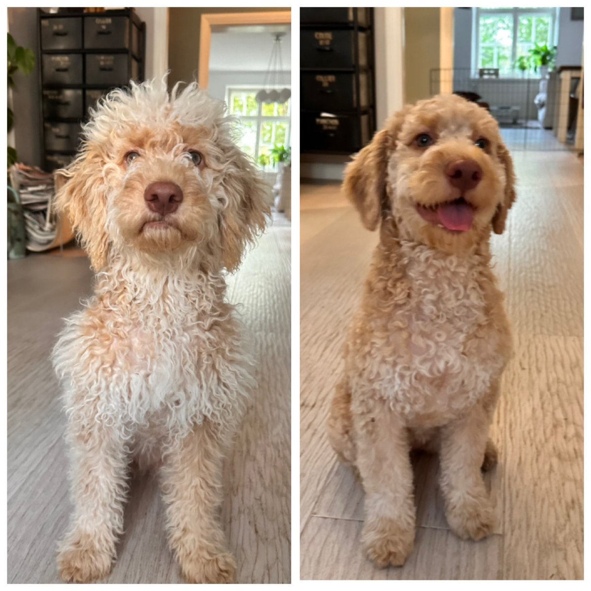 Muutoksen tuulia  - kuolen nauruun! 😆✂️🐶🐾 #Siiri #lagotto #ekatrimmi <a href="/mustijamirri/">Musti ja Mirri</a>