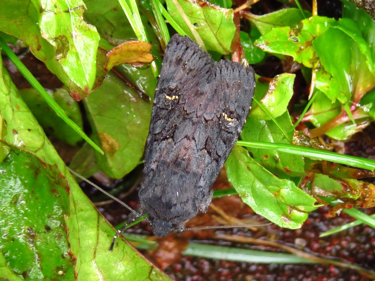 Nick Littlewood tweet media