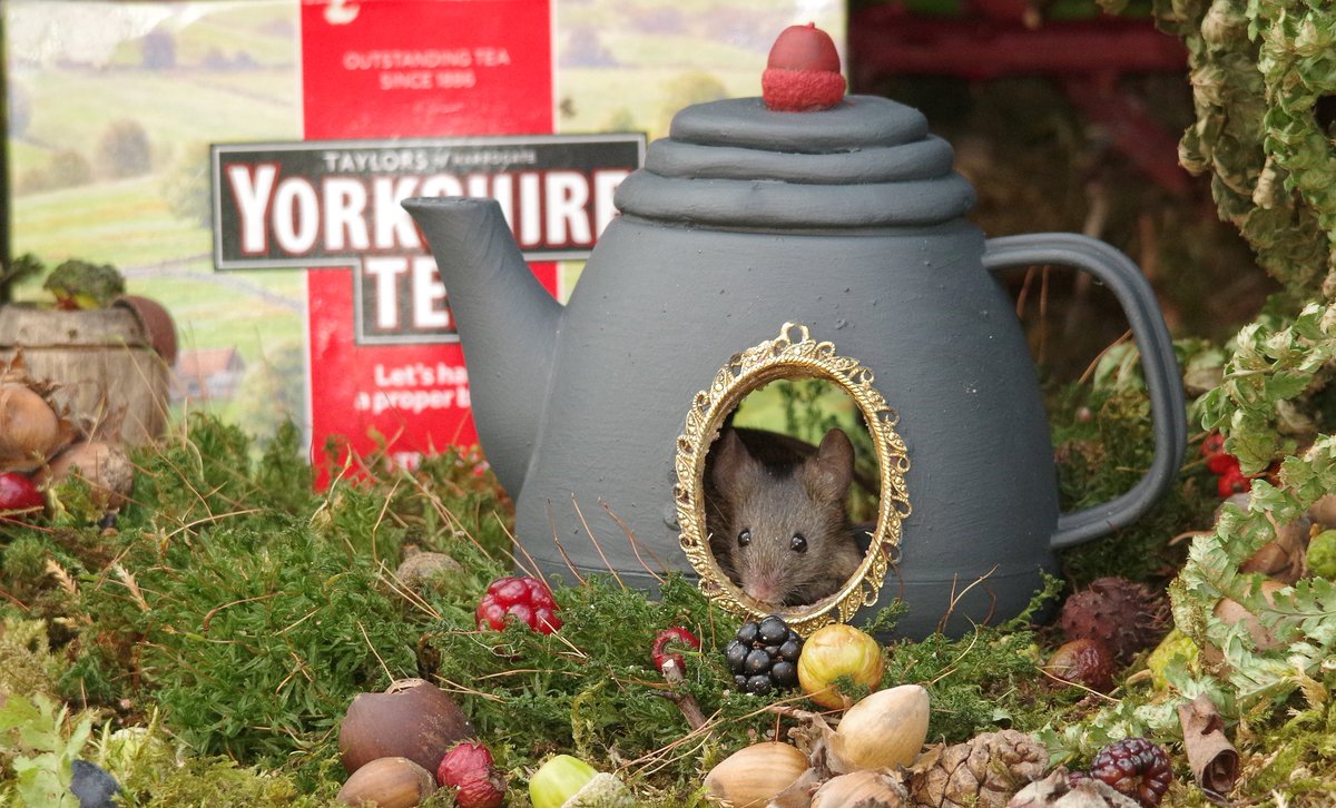 simon_dell_tog's tweet photo. In teapot quaint, a cozy home, George sips his tea, far from Rome. Yorkshire brew, a steaming cup, As sunbeams dance and shadows sup. @YorkshireTea #miceland #micevillage #mousegarden https://t.co/5y1mJ87NRS