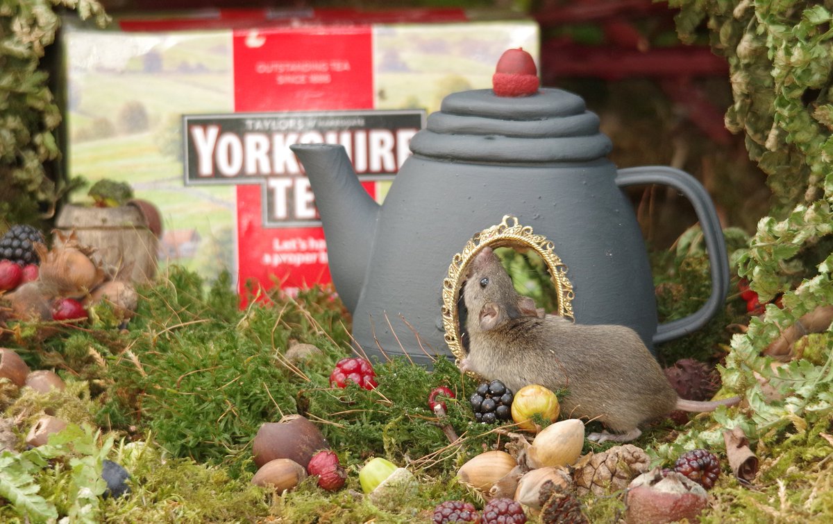 simon_dell_tog's tweet photo. In teapot quaint, a cozy home, George sips his tea, far from Rome. Yorkshire brew, a steaming cup, As sunbeams dance and shadows sup. @YorkshireTea #miceland #micevillage #mousegarden https://t.co/5y1mJ87NRS