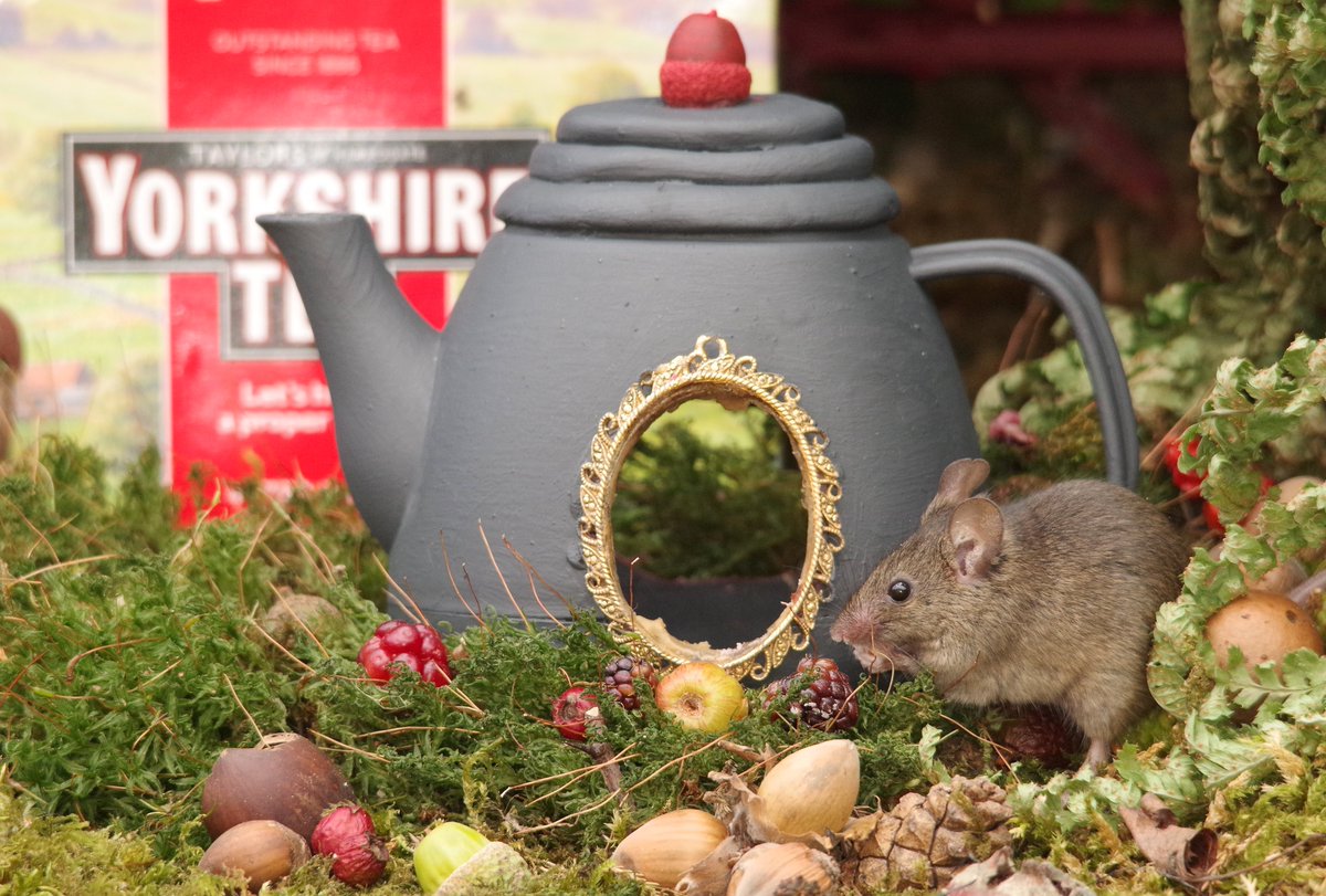 simon_dell_tog's tweet photo. In teapot quaint, a cozy home, George sips his tea, far from Rome. Yorkshire brew, a steaming cup, As sunbeams dance and shadows sup. @YorkshireTea #miceland #micevillage #mousegarden https://t.co/5y1mJ87NRS