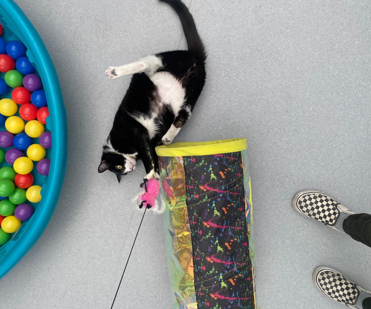 ✨ Staff Spotlight ✨Earlier this year, CCS announced its new behavior &amp; enrichment program for cats. Take a look back and discover how our dedicated team members are enhancing cats’ well-being, health and happiness.

MEET THE TEAM: catcaresociety.org/inside-ccs-enr…