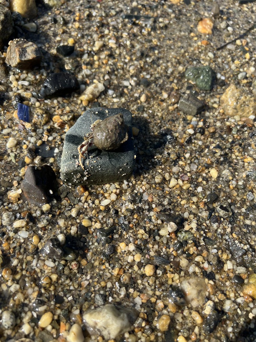 Beccaaa_57's tweet image. so much fun + such cool science at my first Addiction GRS/GRC !!🦞🧠🥹