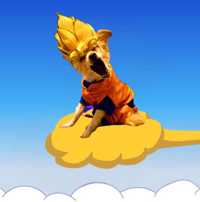 gokudogsolana's tweet photo. $GOKU DOG about to go saiyan 

https://t.co/fEvWCUNdpm https://t.co/dA5jg3oQkT