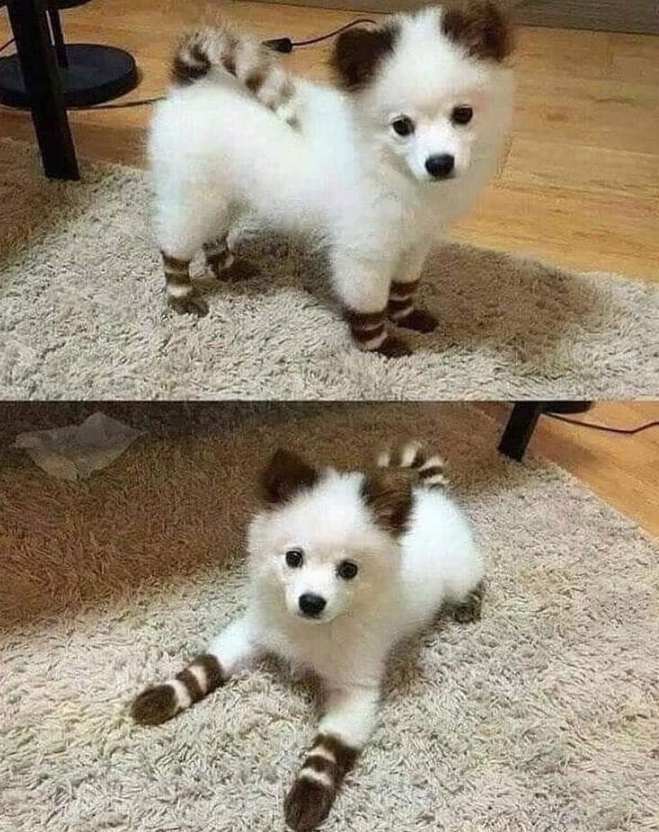 Tweets of Dogs tweet media