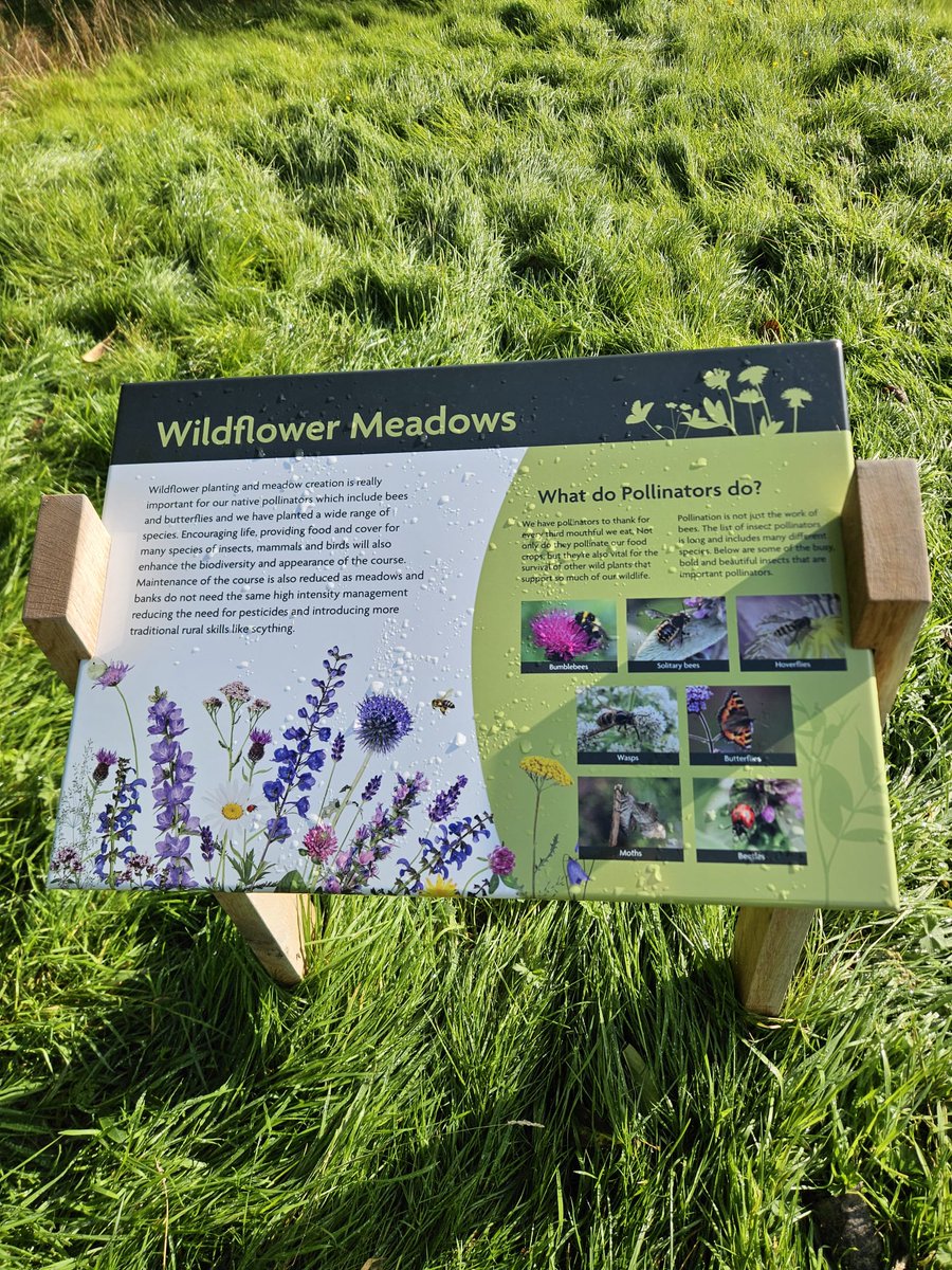 anneke_freel's tweet photo. We made the decision to change how we manage our golf course so that our golfers, local community and wildlife can enjoy the space harmoniously. This week, we were recognised by @sustainablegolf and even better, we now have a regular visitor 🦦 @EALeisure @annanhillgc 💚 https://t.co/uM7w7rQZyW