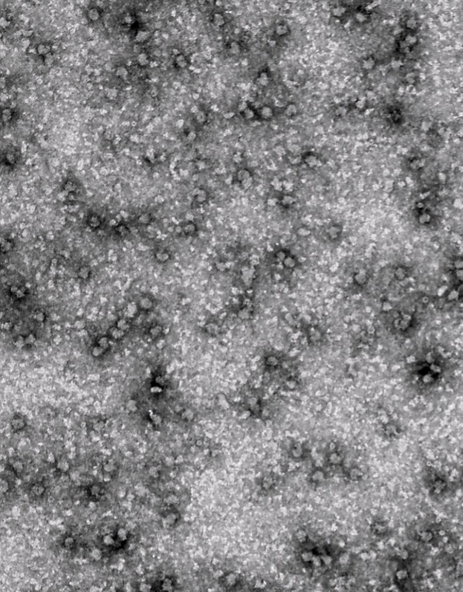 Sergej Djuranovic tweet media