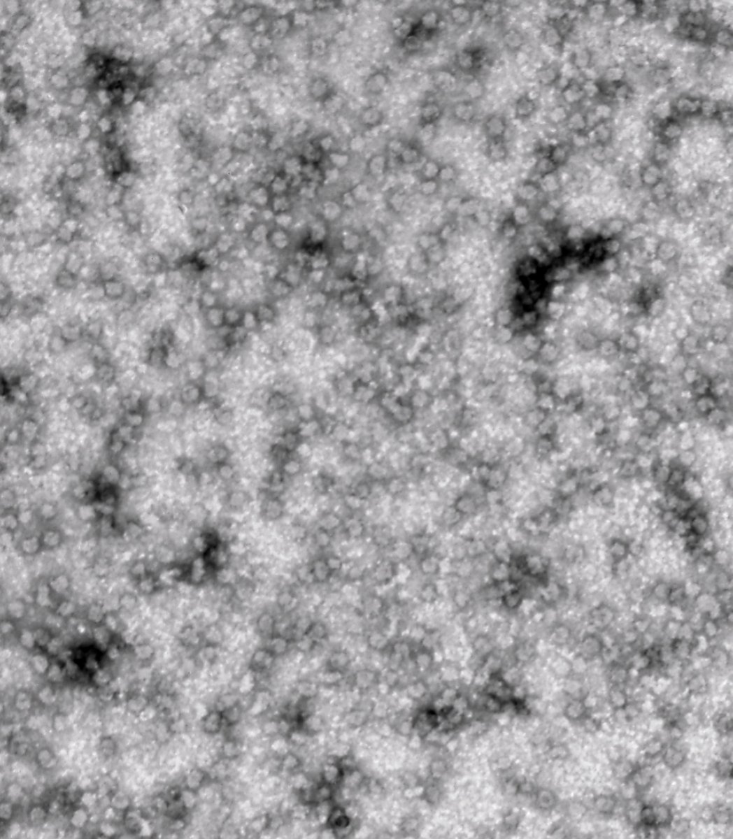 Sergej Djuranovic tweet media