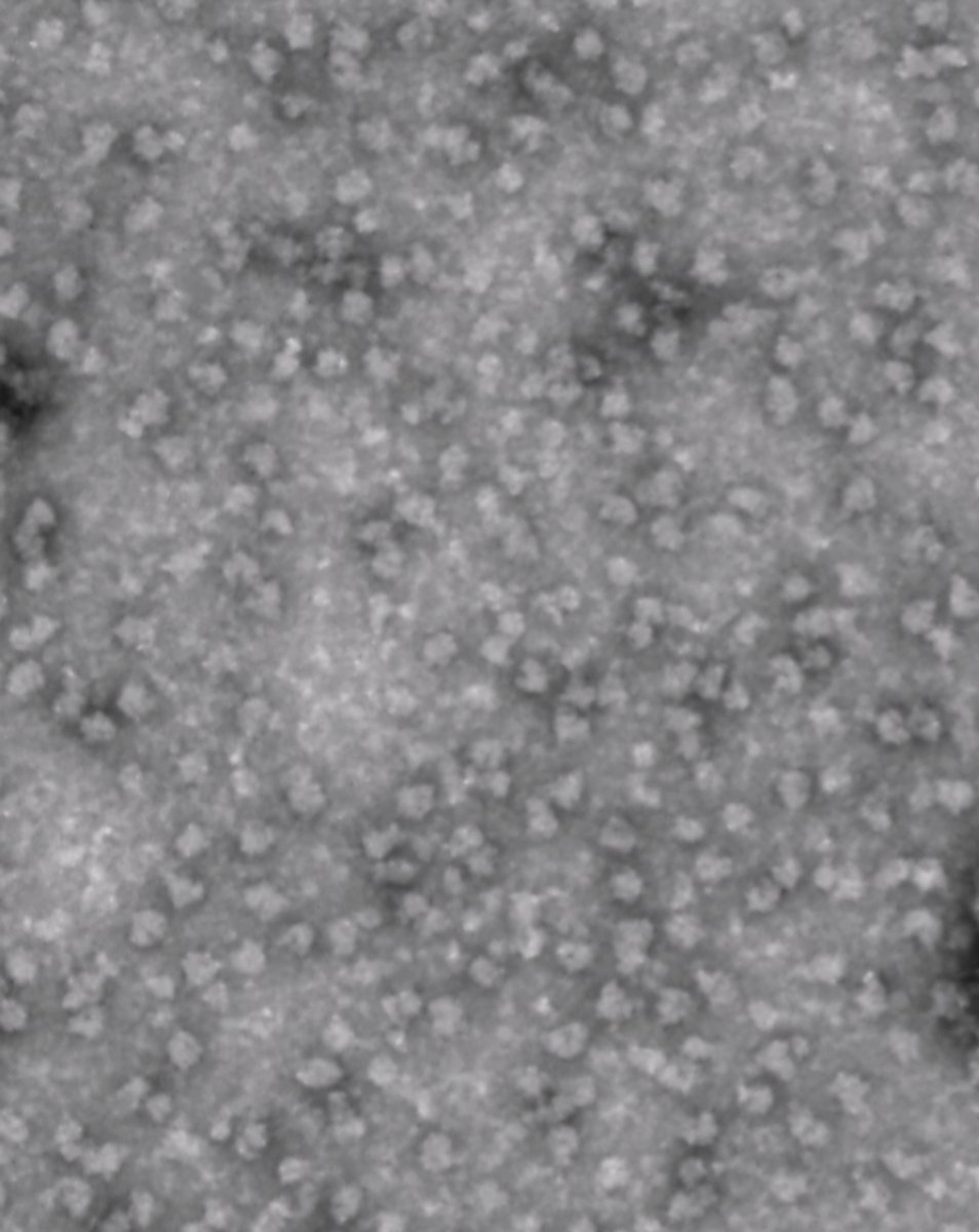 Sergej Djuranovic tweet media