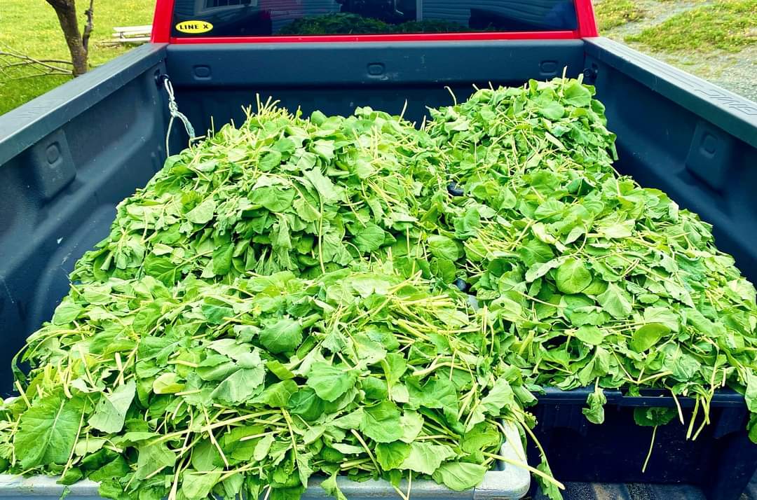 Fresh Greens!
Nice cool day to parboil a few! 🤣