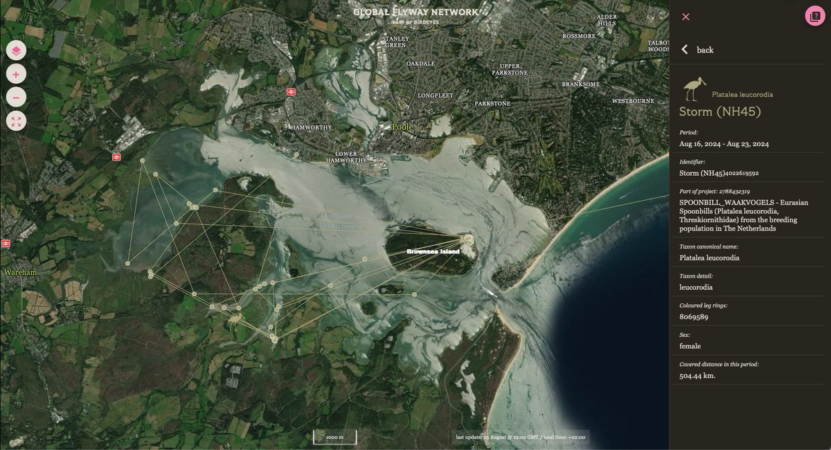 Wonderful images of STORM who recently became the first GPS-tagged Spoonbill to fly from the Netherlands to UK. It's so nice to get such intimate views from the roost on Brownsea Island. Tracking data reveals she has explored much of Poole Harbour since arriving 6 days ago.