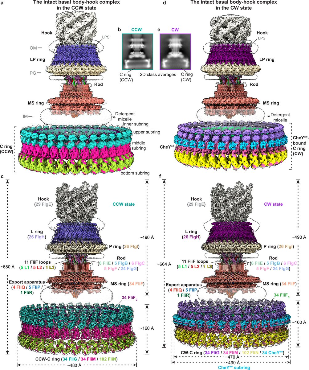 Structural basis of the bacterial flagellar motor rotational switching | Cell Research

doi.org/10.1038/s41422…