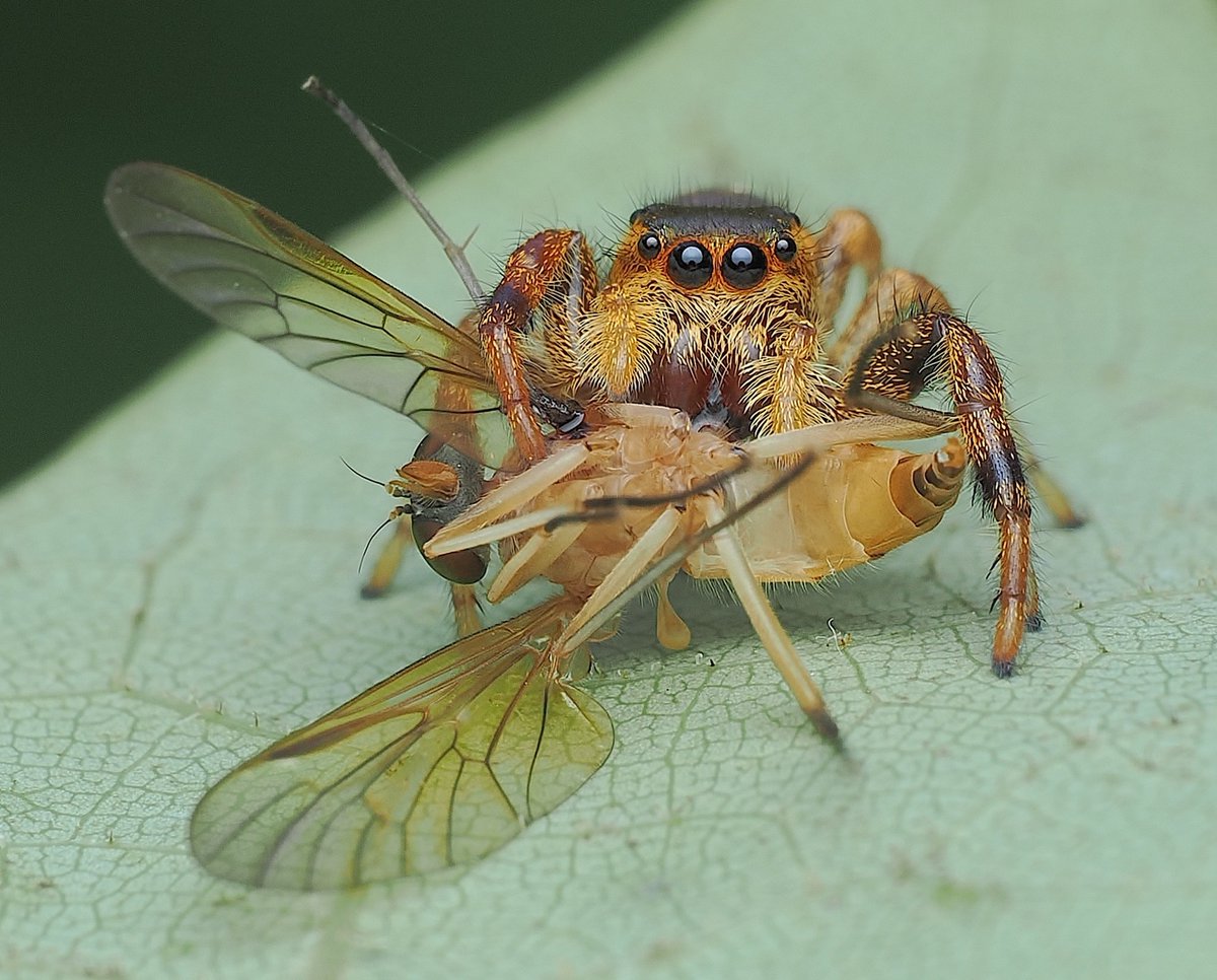 ALFRED DANIEL J (דָּנִיֵּאל) (@danieljalfred1) on Twitter photo Did you know? #spiders consume  800 million tons of #prey each year—far surpassing whales, which eat up to 500 million tons. These eight-legged hunters play a crucial role in keeping our #ecosystems in #balance.  Paraphidippus TN, #USA.  Nyffeler & Birkhofer, 2017
#Entomology Did you know? #spiders consume  800 million tons of #prey each year—far surpassing whales, which eat up to 500 million tons. These eight-legged hunters play a crucial role in keeping our #ecosystems in #balance.  Paraphidippus TN, #USA.  Nyffeler & Birkhofer, 2017
#Entomology