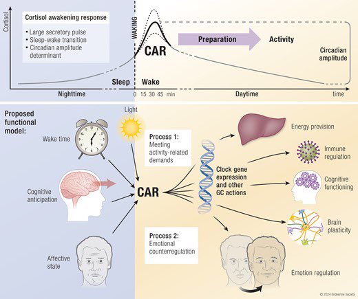 DanielJDrucker's tweet photo. Cortisol increases when you wake up in the morning. A new review #Endocrinereviews https://t.co/2k76EuG71P https://t.co/5Y5JjCVRlI