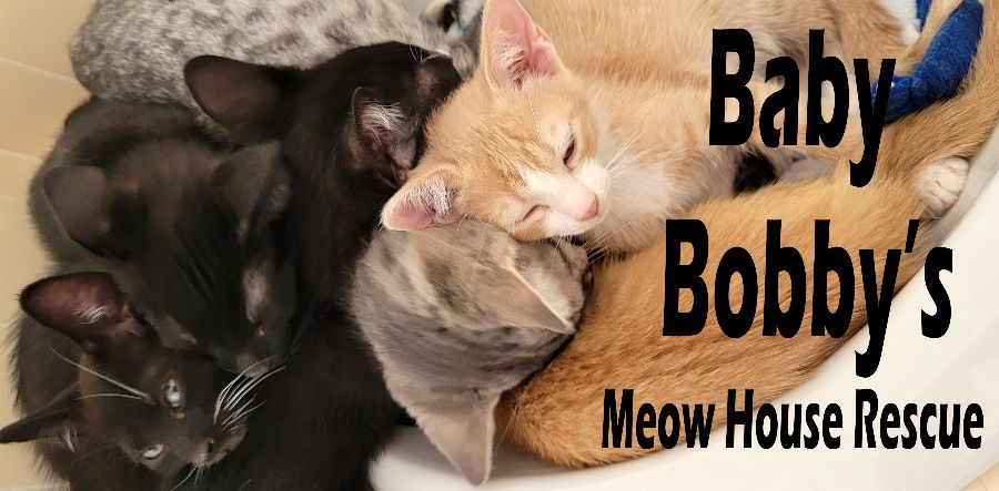 BBMHRescue's tweet photo. BBMHR PetSmart Adoption Event Sat 8/24 🐱❤🐺😍🐾 - https://t.co/a6szd6Ywcd https://t.co/TQVc6LR5Ta