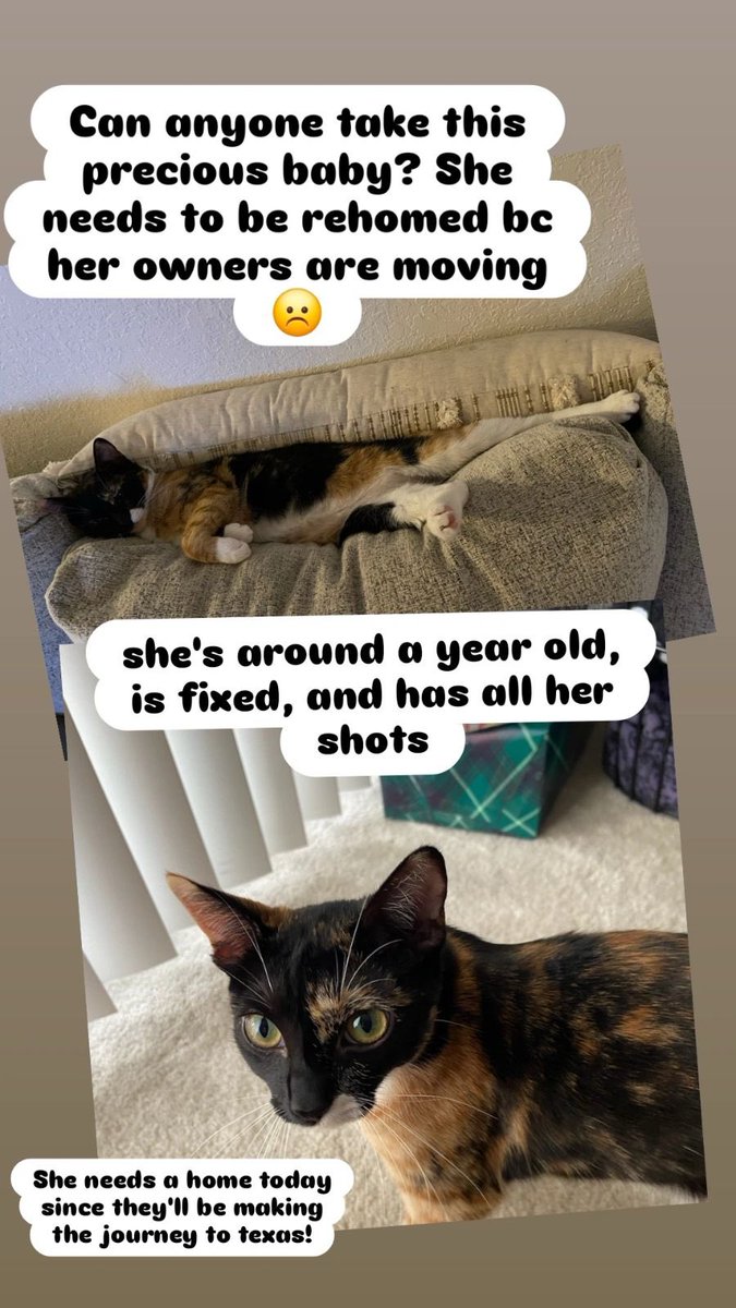 My fiancé’s brother has to move and unfortunately cannot take his cat. If anyone in SoCal wants a cat let me know