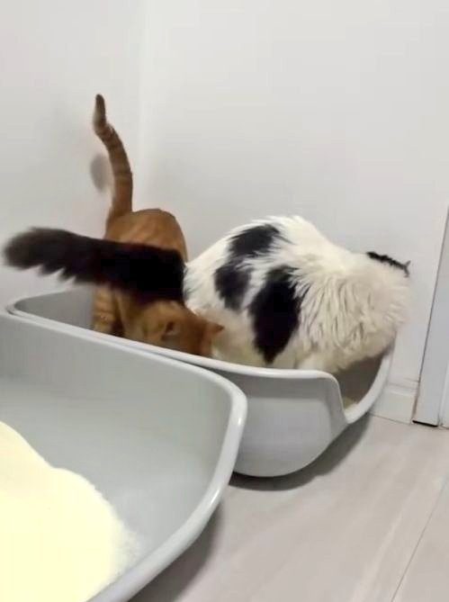 chicorinha_'s tweet image. Tem umas coisa que só gato laranja