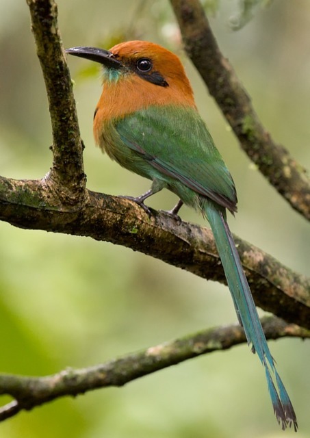 brasil_aves's tweet photo. 🇧🇷Udu-de-bico-largo
🌎Electron platyrhynchum

O udu-de-bico-largo é um Coraciiforme da família Momotidae.

📷 Marco Cruz https://t.co/zMrc5alWtx