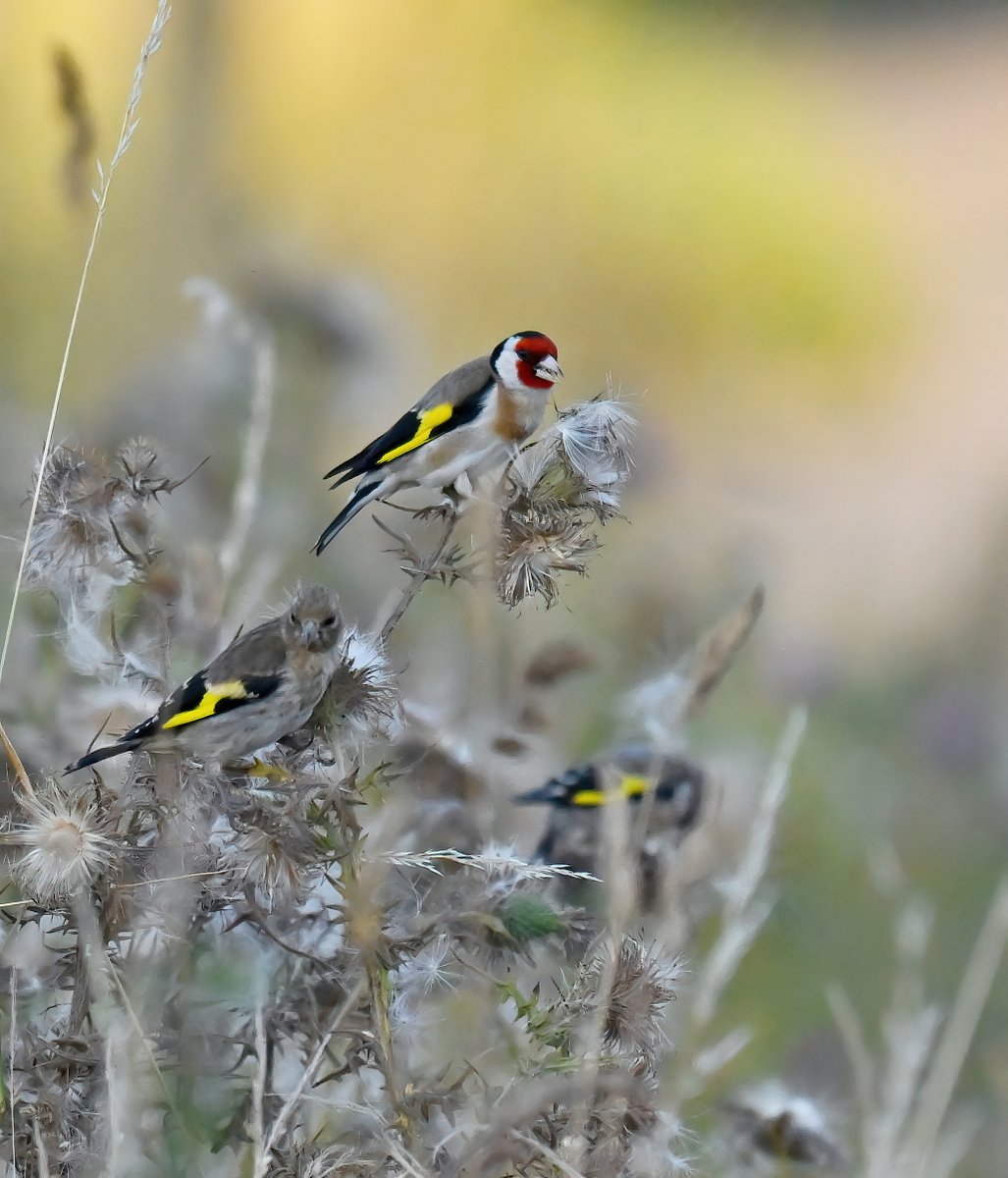 CarlBovisNature's tweet photo. Goldfinches on thistle. 😍
I  quite like this photo, do you? 😊🐦 https://t.co/LEMwXcf3tp