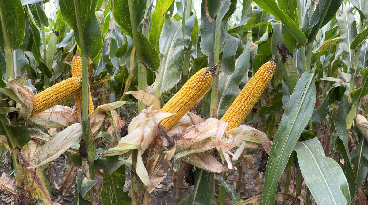 Reed Seed - Clay Center, KS tweet media