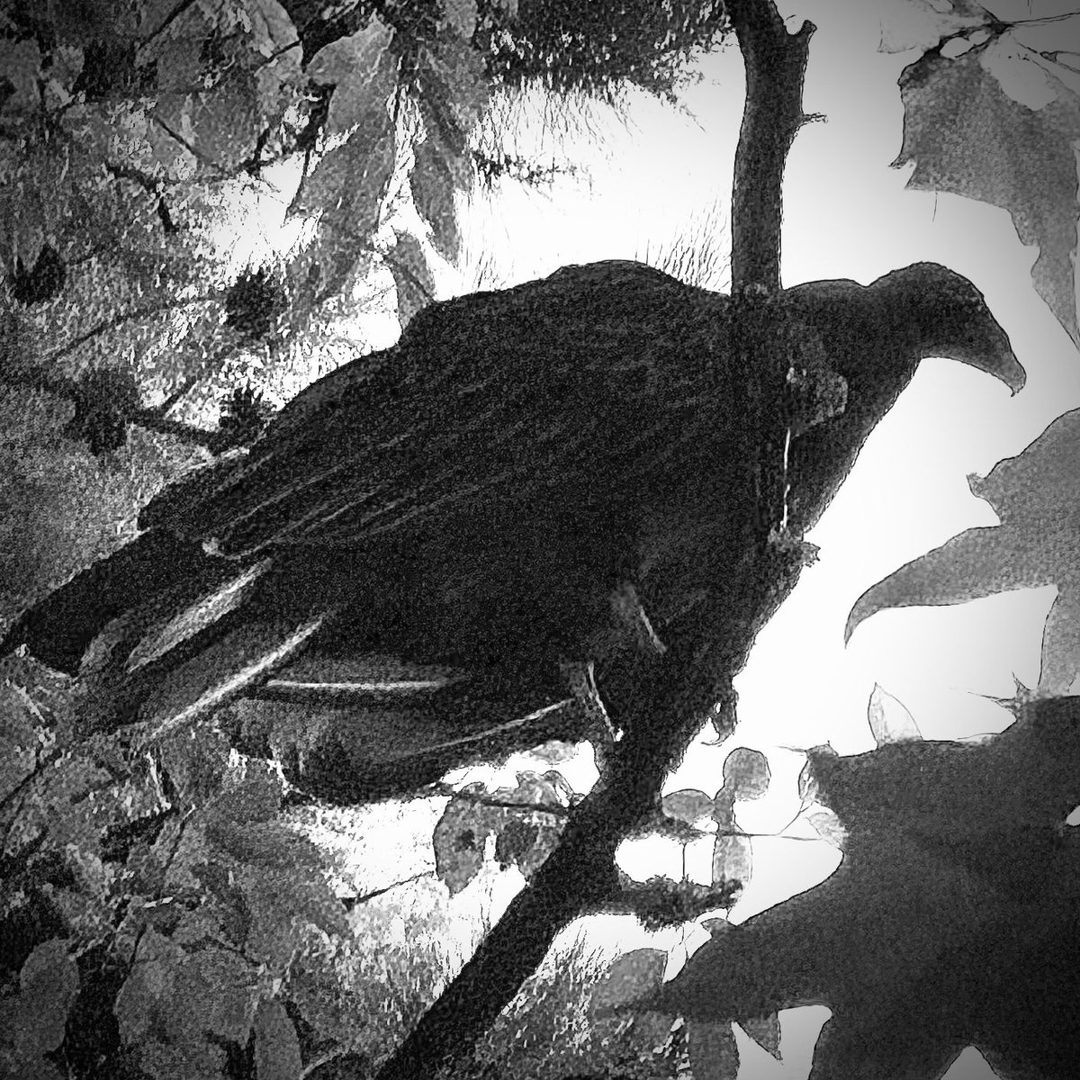 David C. Mills (@davidcmills) on Twitter photo 