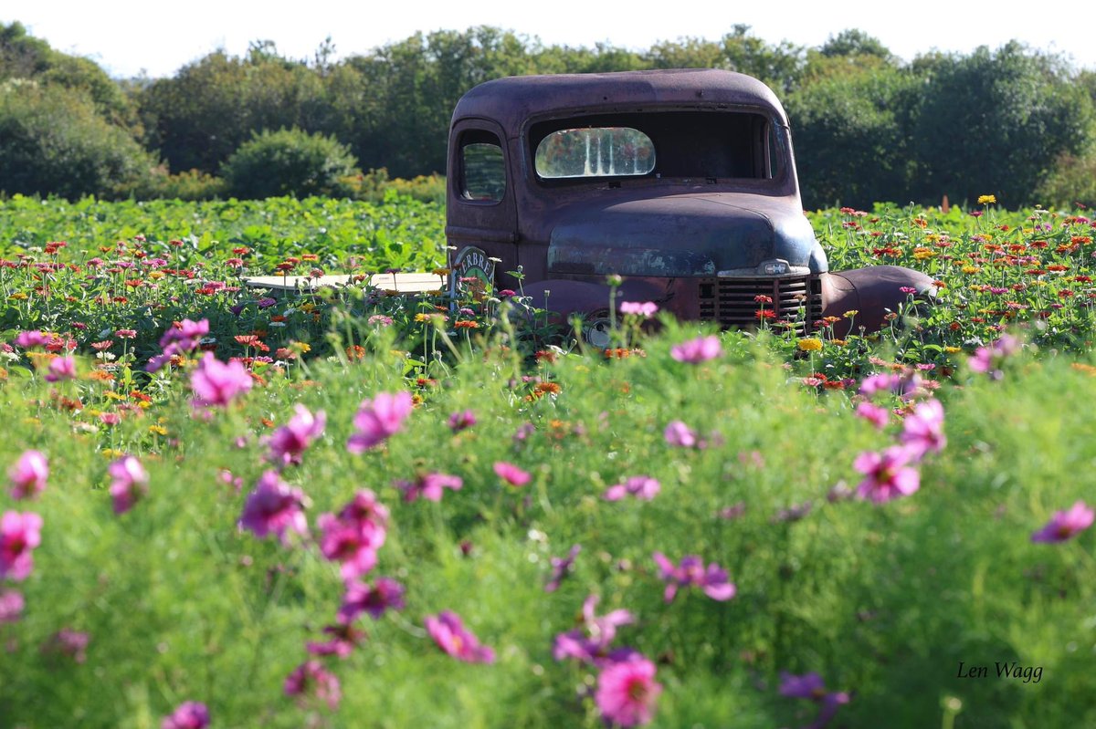 Len_Wagg_photo's tweet photo. To the cosmos and beyond, if we can get ‘er started. What a stunning evening at Riverbreeze Farm in  Onslow, (just outside Truro) Nova Scotia.  #novascotia #flower #truro. #visitnovascotia #flowerfestival #hfxnoise #canadaphotolovers #canada #truck https://t.co/lXzyqoHRO7