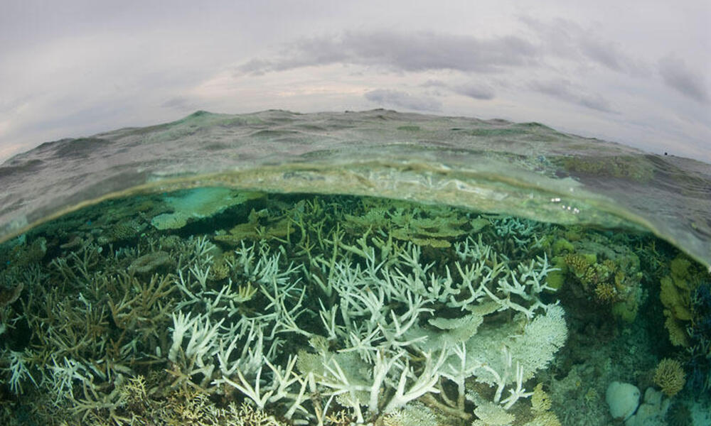 Tipping points are critical thresholds. Acute upheaval to #environmental systems from #pollution and #climate triggers drastic alterations with irreversible damage to life support systems. More than 20 are identified. We must prevent a domino collapse. 🌎

worldwildlife.org/stories/what-y…